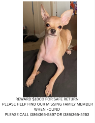 Lost Female Dog last seen South west Tracy place, Lake City, FL 32025