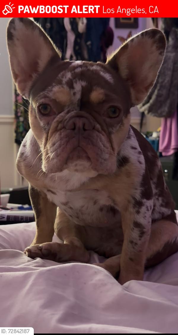 Lost Female Dog last seen Near chandler blvd , Los Angeles, CA 91401