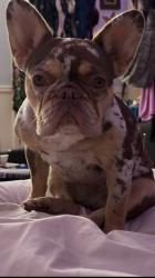 Lost Female Dog last seen Near chandler blvd , Los Angeles, CA 91401