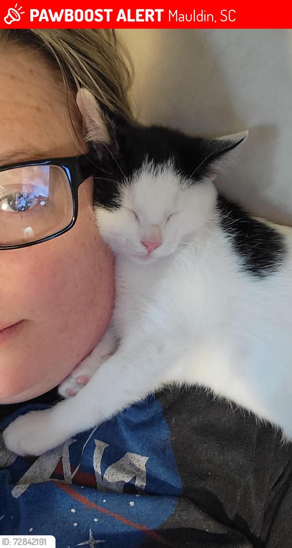 Lost Male Cat last seen Whitestone ave, Mauldin, SC 29662