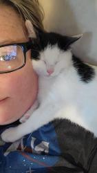 Lost Male Cat last seen Whitestone ave, Mauldin, SC 29662