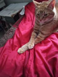 Lost Male Cat last seen Donna Avenue Bozeman Montana , Bozeman, MT 59718