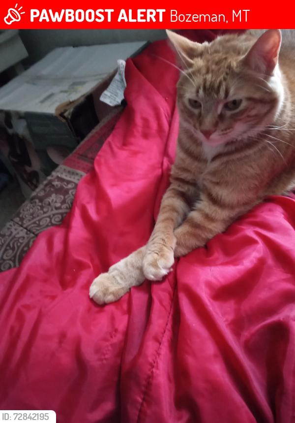 Lost Male Cat last seen Donna Avenue Bozeman Montana , Bozeman, MT 59718