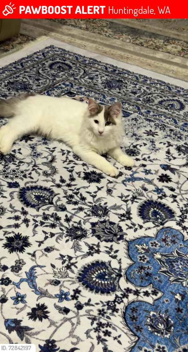 Lost Female Cat last seen Huntingdale , Huntingdale, WA 6110