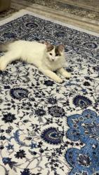Lost Female Cat last seen Huntingdale , Huntingdale, WA 6110