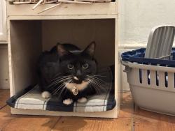 Lost Male Cat last seen C, Eagle Wharf Rd, Greater London, England N1 7QA
