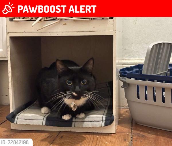 Lost Male Cat last seen C, Eagle Wharf Rd, Greater London, England N1 7QA