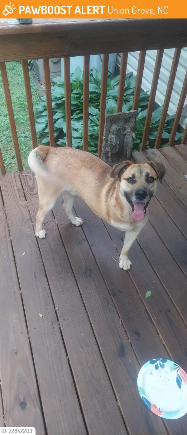 Found/Stray Male Dog last seen Union Grove rd and Tutterow , Union Grove, NC 28689