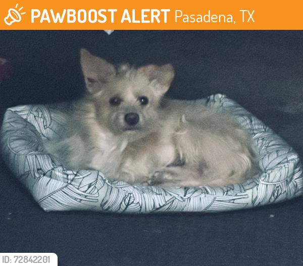 Found/Stray Male Dog last seen Pasadena, TX, Pasadena, TX 77505