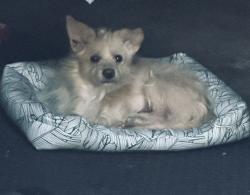 Found/Stray Male Dog last seen Pasadena, TX, Pasadena, TX 77505