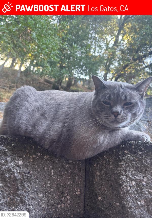 Lost Male Cat last seen Lark & Oka, Los Gatos, CA 95032