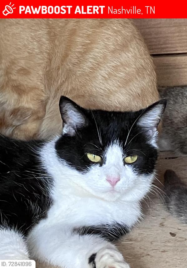 Lost Female Cat last seen Harding place behind Pet Community, Nashville, TN 37211