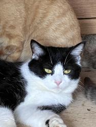 Lost Female Cat last seen Harding place behind Pet Community , Nashville, TN 37211