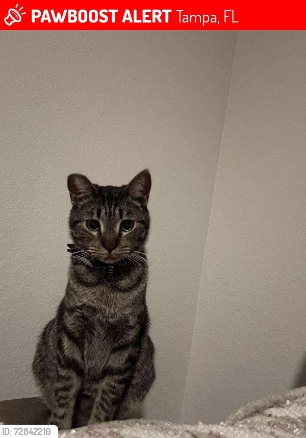 Lost Male Cat last seen Camden Visconti apmts, Tampa, FL 33619