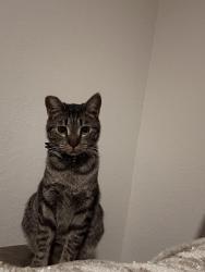 Lost Male Cat last seen Camden Visconti apmts, Tampa, FL 33619