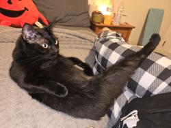 Lost Female Cat last seen Mountain view middle school , Sumner, WA 98391