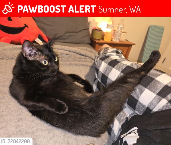 Lost Female Cat last seen Mountain view middle school , Sumner, WA 98391