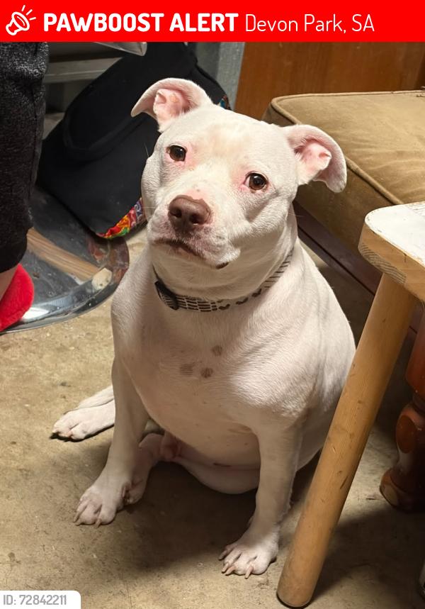 Lost Male Dog last seen Devon park dog park , simpson ave, Devon Park, SA 5008