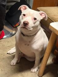 Lost Male Dog last seen Devon park dog park , simpson ave, Devon Park, SA 5008