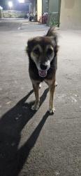 Lost Male Dog last seen Near Arnold Dr, Martinez, CA 94553, Los Angeles, CA 90012