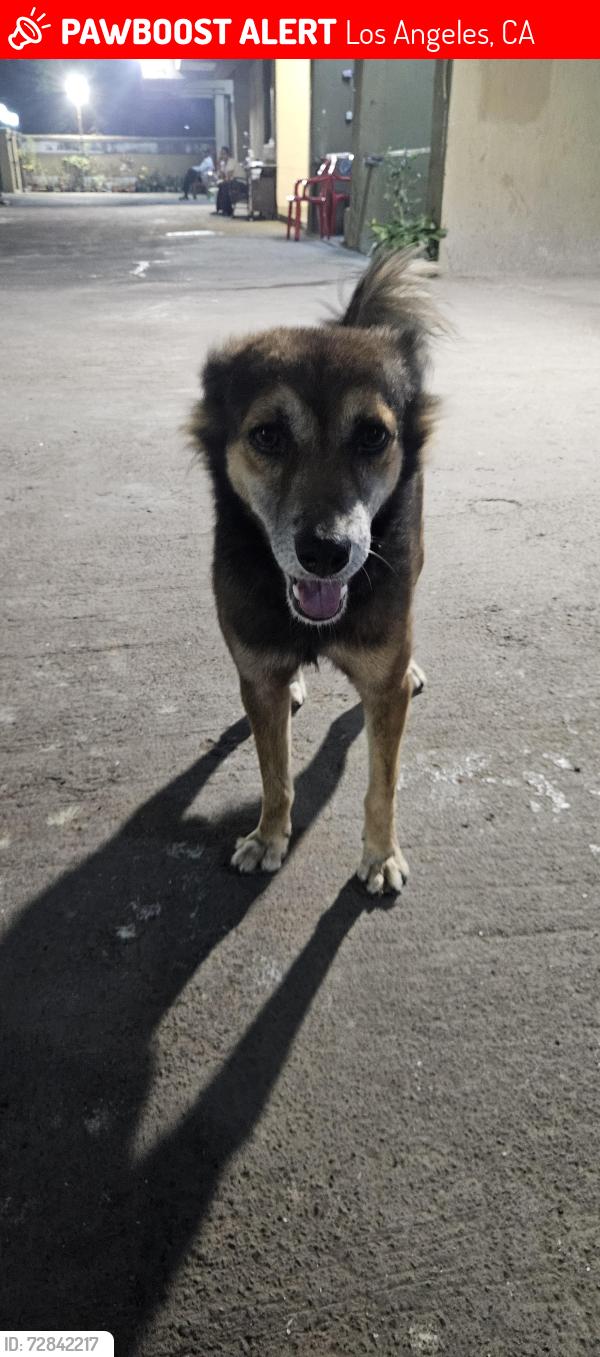 Lost Male Dog last seen Near Arnold Dr, Martinez, CA 94553, Los Angeles, CA 90012