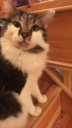 Lost Male Cat last seen Channel view road , Cardiff, Wales CF11 7EN