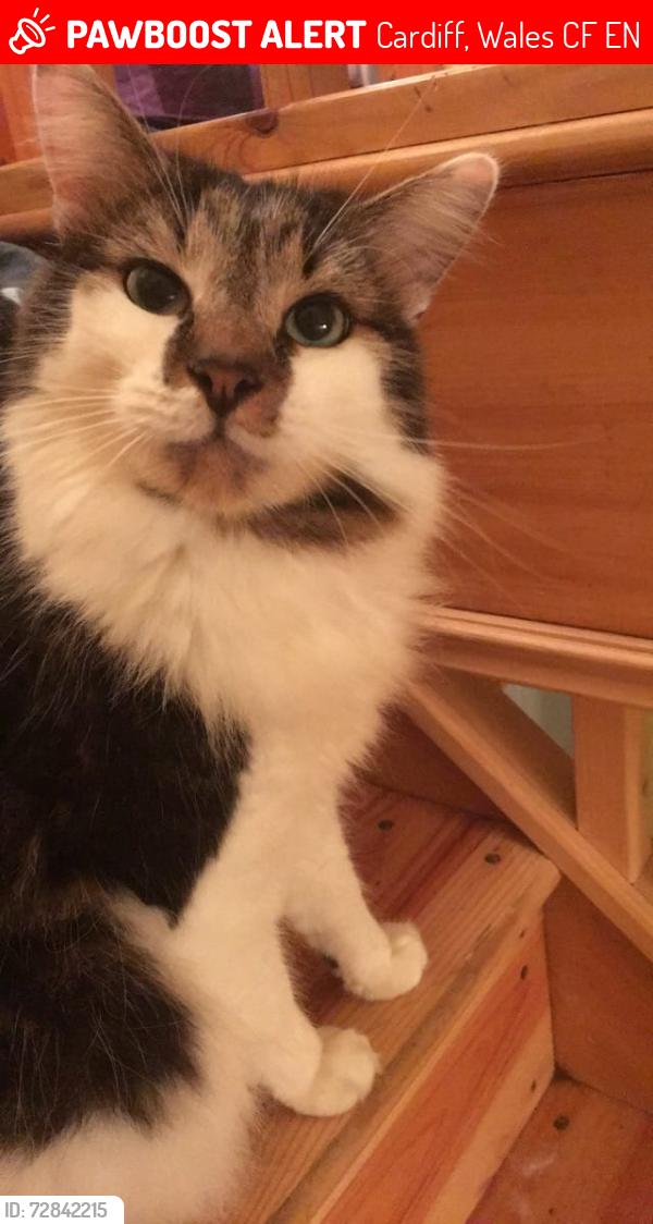 Lost Male Cat last seen Channel view road , Cardiff, Wales CF11 7EN