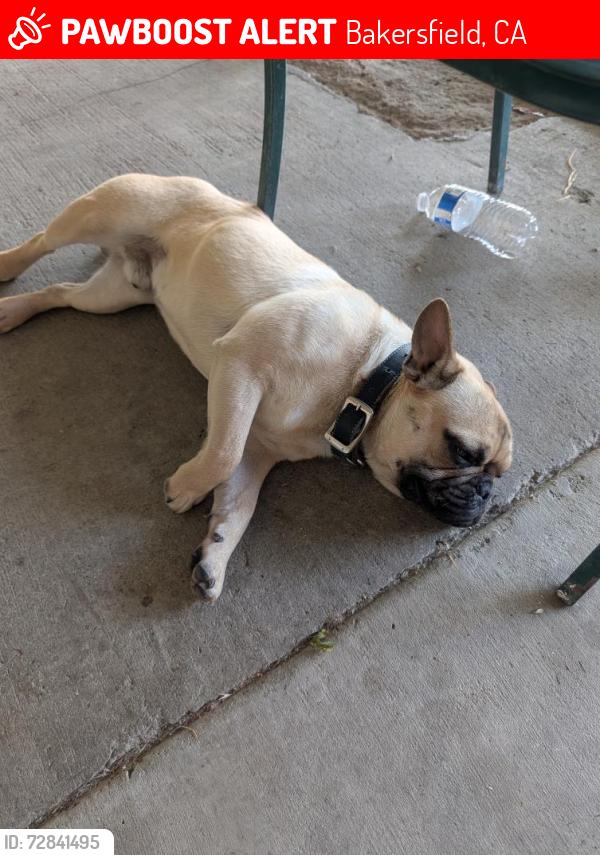 Lost Male Dog last seen Sparks st.between PACHECO and panama ln., Bakersfield, CA 93307