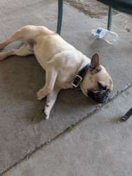 Lost Male Dog last seen Sparks st.between PACHECO and panama ln., Bakersfield, CA 93307