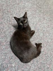Found/Stray Unknown Cat last seen Wilga street, Punchbowl, NSW 2196