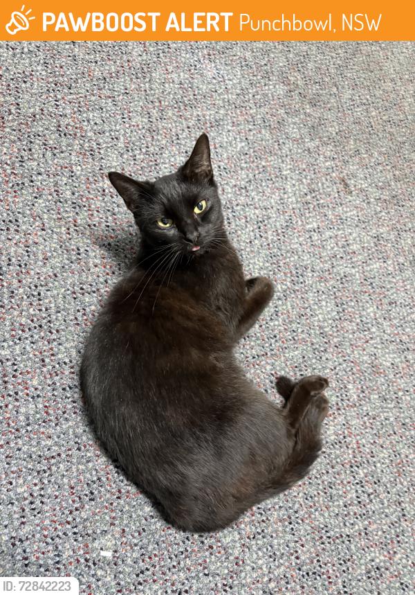 Found/Stray Unknown Cat last seen Wilga street, Punchbowl, NSW 2196
