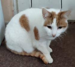 Lost Female Cat last seen Elizabeth Road, Fleckney, Fleckney, England LE8