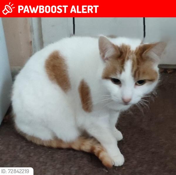 Lost Female Cat last seen Elizabeth Road, Fleckney, Fleckney, England LE8