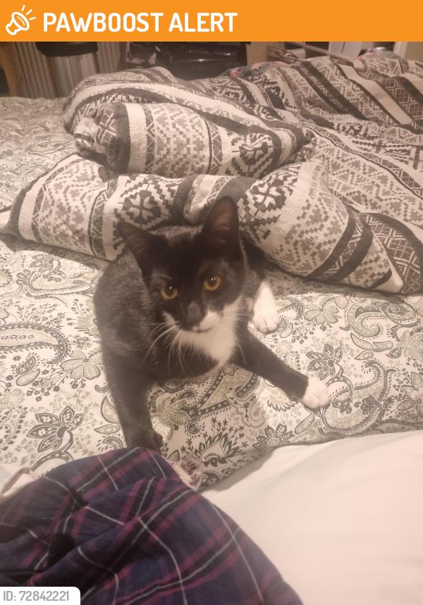 Found/Stray Male Cat last seen Woodstock Road, Belfast, Northern Ireland BT6