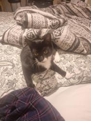 Found/Stray Male Cat last seen Woodstock Road, Belfast, Northern Ireland BT6