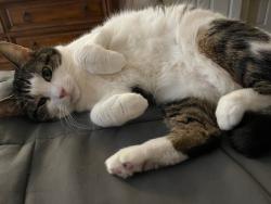 Lost Male Cat last seen ABOVE ymca , Shelby, NC 28150