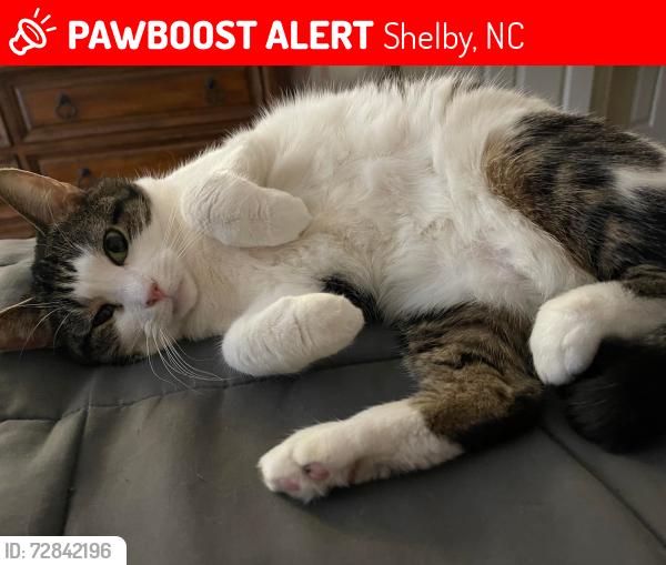 Lost Male Cat last seen ABOVE ymca , Shelby, NC 28150