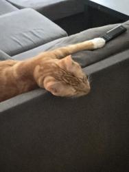 Lost Male Cat last seen Converse street and Jefferson rd, Columbus, GA 31907