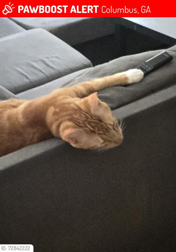Lost Male Cat last seen Converse street and Jefferson rd, Columbus, GA 31907