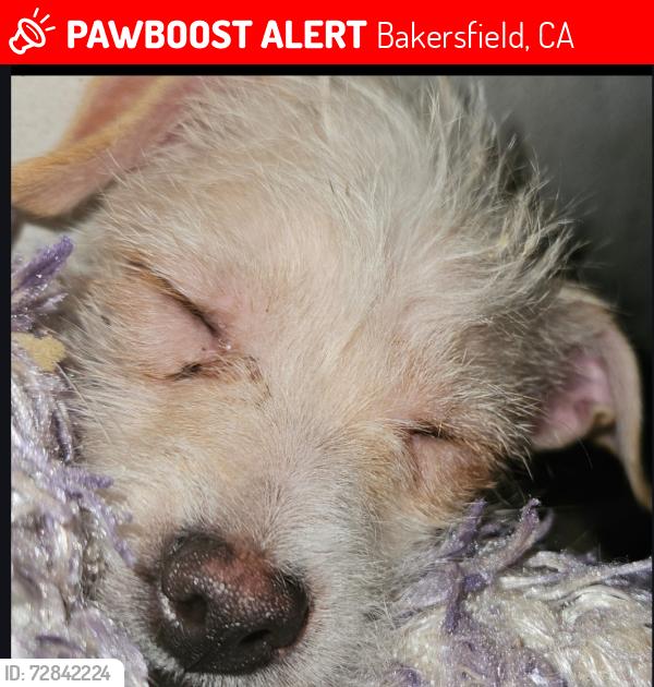 Lost Female Dog last seen Between Pioneer Drive and Rosewood, Bakersfield, CA 93306
