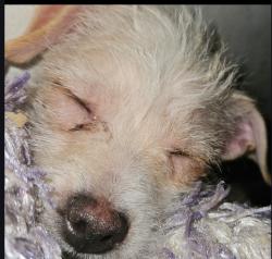 Lost Female Dog last seen Between Pioneer Drive and Rosewood, Bakersfield, CA 93306
