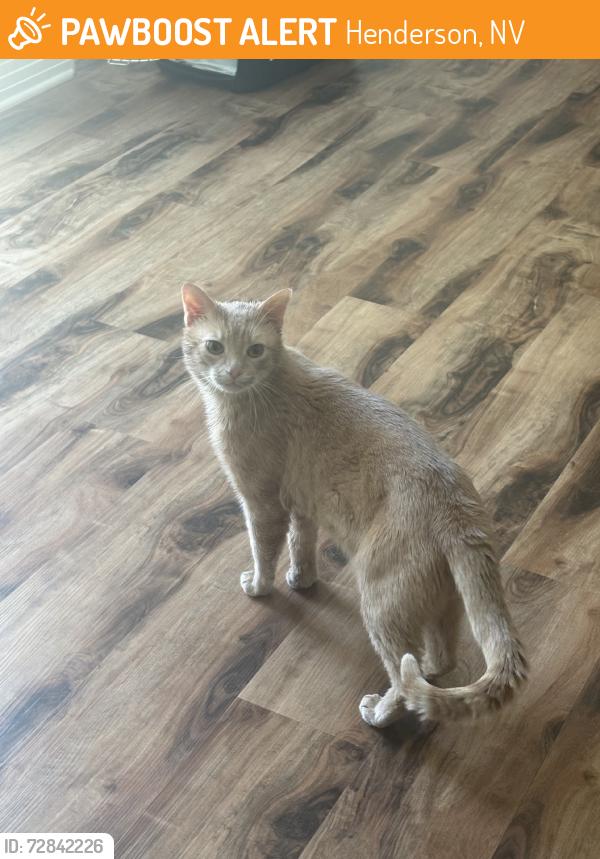 Found/Stray Male Cat last seen Bicentennial, Henderson, NV 89044