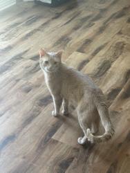 Found/Stray Male Cat last seen Bicentennial, Henderson, NV 89044