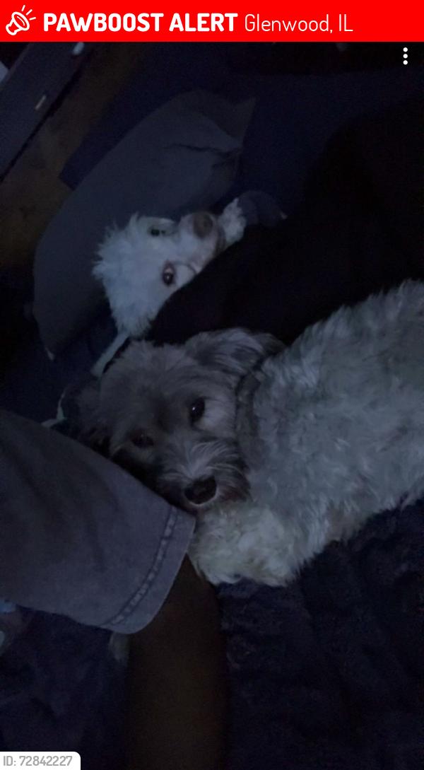 Lost Female Dog last seen Near S Willow Ln, Glenwood, IL 60425