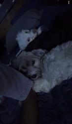 Lost Female Dog last seen Near S Willow Ln, Glenwood, IL 60425