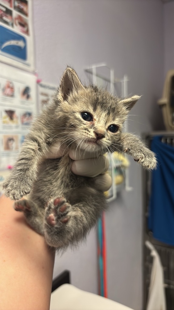 Shelter Stray Female Cat last seen Bexar County, New Braunfels, TX 78130