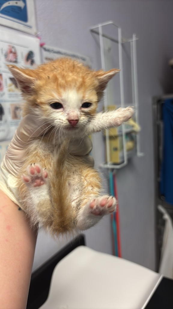 Shelter Stray Male Cat last seen Bexar County, New Braunfels, TX 78130
