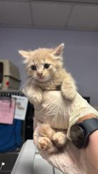 Shelter Stray Male Cat last seen Bexar County, New Braunfels, TX 78130