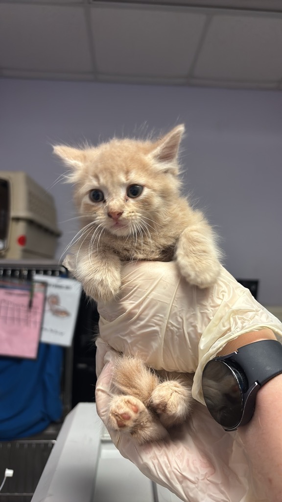 Shelter Stray Male Cat last seen Bexar County, New Braunfels, TX 78130