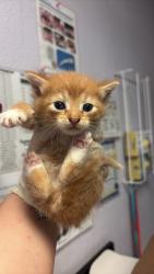 Shelter Stray Female Cat last seen Bexar County, New Braunfels, TX 78130
